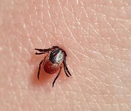 Malattia di Lyme: cos'è, quali sono i sintomi e come si cura