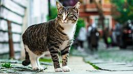 "Urban Cats": il corso gratuito per chi ama i gatti e vuole aiutarli