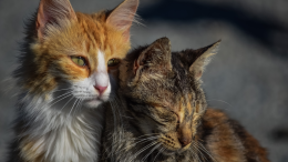 "Hands Off the Cat": la campagna di Nichelino per proteggere i gatti vaganti