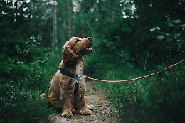 Cani, formazione gratuita a Grugliasco: parte il progetto Dog Friendly