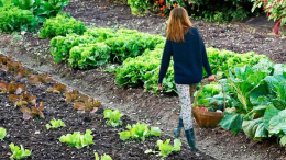 Terreni comunali a Roddi: un'opportunità per le famiglie locali 