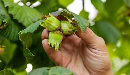 Crisi della corilicoltura in Piemonte: richiesti 30mila quintali di nocciole all’anno