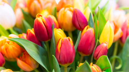 Grugliasco in fiore, 380mila tulipani pronti a trasformare il paesaggio