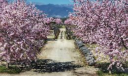 La primavera incanta la Reggia di Venaria Reale: ciliegi in fiore e cultura 