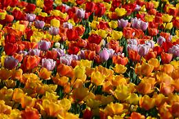 A Pralormo va in scena la "tulipanta": il più grande spettacolo di primavera