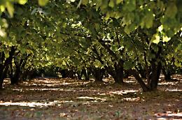 Piemonte investe 250mila euro nella nocciola Tonda Gentile Trilobata: miglioramento genetico in tre anni