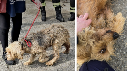Con un tumore sanguinante, viveva legata ad una catena: la triste storia di una cagnolina maltrattata