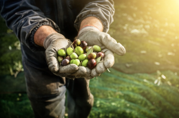 Le olive: un superfood per cuore, cervello e intestino