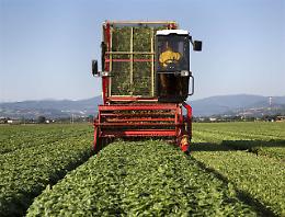 Barilla investe nel futuro del pesto: Accademia del Basilico e agricoltura sostenibile