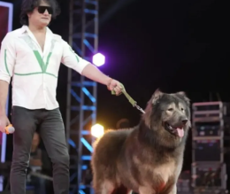 Vale quanto una Ferrari oppure un castello, ecco qual è il cane più caro del mondo e dove lo si può trovare