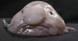 Il pesce più brutto del mondo diventa "pesce dell'anno" in Nuova Zelanda, il riscatto del Blob fish