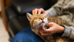 Avere un gatto riduce lo stress, lo dice la scienza