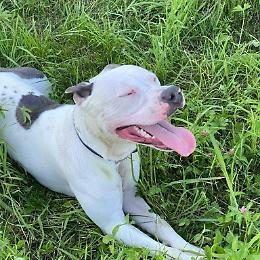 Rollo aspetta di essere adottato o finir&agrave; in canile