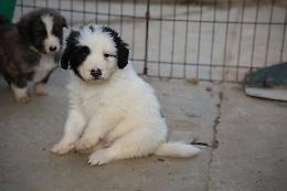 L'allegra cucciolata: dei pelosetti di 35 giorni con tanto amore da dare