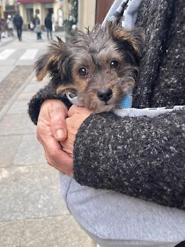 La dolcissima Sofy: una coccolona in cerca d'amore