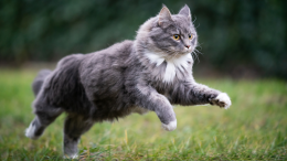 Malattie renali nei gatti: un pericolo silenzioso da non sottovalutare