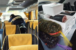 Bus e taxi abusivi nel mirino dei vigili: 1 su 4 è irregolare. E c'è chi trasporta il pesce...