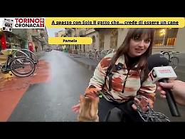 A spasso con Sole, il gatto più famoso di San Salvario: ecco perché