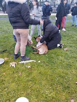 Rissa tra bande  culmina con l'accoltellamento di un cane, fermato un uomo