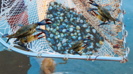 Il granchio blu minaccia la pesca del Delta del Po