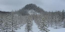 La "Montagna degli Alberi": un'opera vivente di Agnes Denes