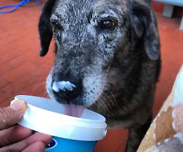 «Posso dare lo yogurt al mio cane?» Uno snack ideale, ma non per tutti...