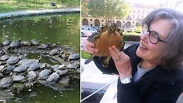 Tartarughe, carpe e pesci rossi in salvo: Asti pulisce il suo laghetto, e lo fa con il cuore