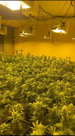 Scoperta una "foresta" di marijuana: oltre 700 arbusti sequestrati e due arresti