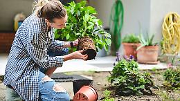 Giardinaggio fai-da-te: oltre 600 euro di multa per chi sbaglia a smaltire i rifiuti verdi