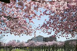 Ciliegi in fiore da record a Venaria: 50mila visitatori lo scorso weekend