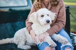 Coccole, permessi e ristoranti per animali: quanto siamo disposti a rinunciare per il nostro cane o gatto?
