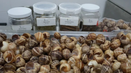 La rinascita delle lumache in Tunisia: da cibo povero a fonte di reddito per i giovani disoccupati