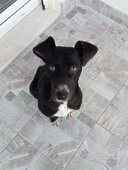 Grace, una dolce cagnolina viva per miracolo