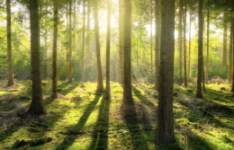 La regola 3-30-300: come gli alberi possono migliorare la vita in città
