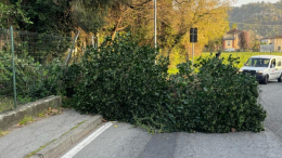 Chivasso: caduto un albero all'ingresso del canale Cavour, strada chiusa temporaneamente