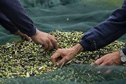 Moncalvo: la rinascita dell'olivicoltura piemontese e il prestigioso riconoscimento di Città dell'Olio