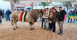 Fokino, il toro che conquista Fossano alla 21ª Mostra Provinciale Bovini di Razza Piemontese