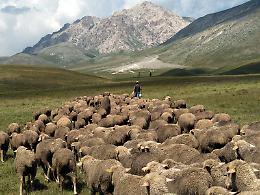 Come pecore e capre salvaguardano il territorio piemontese