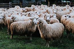 Boom dei consumi di carne di agnello nel torinese