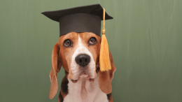 Il "Patentino" da bravo cane: un corso (gratuito) con tanto di test finale 