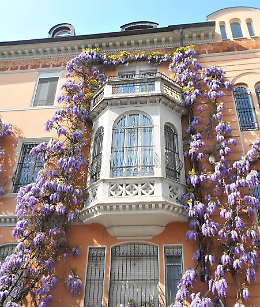 Torino si tinge di lilla: i posti pi&ugrave; belli (e segreti) dove vedere i glicini