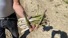 Spuntano i primi asparagi di Santena: ecco dove e come mangiarli. C'è anche il gelato...