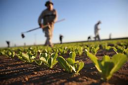 La carta dei suoli: un nuovo strumento per l'agricoltura italiana 