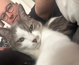 Cane o gatto? Come un matrimonio.  Ora ce lo conferma anche la scienza