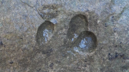 Tracce di dinosauri in Italia: negli anni '80 si pensava che non fossero mai esistiti