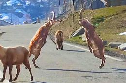 In strada spuntano gli stambecchi: lo spettacolo della natura in provincia di Torino
