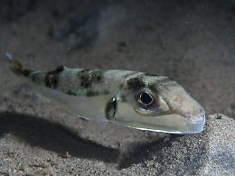 Pesce palla velenoso avvistato nell'Adriatico