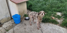 Cane anziano salvato ad Alessandria, era  in condizioni critiche