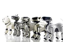 Apre a Torino il primo negozio di cani robot, ecco quando e dove