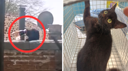 Storia di Valmora, il gatto con la testa incastrata in una bottiglia di plastica salvato dopo una settimana 